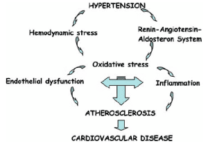 Mechanisms involved in the link between hypertension and atherosclerosis