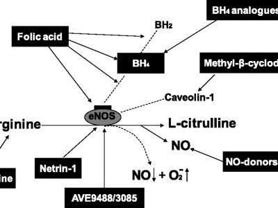Nitric oxyt and acid folic