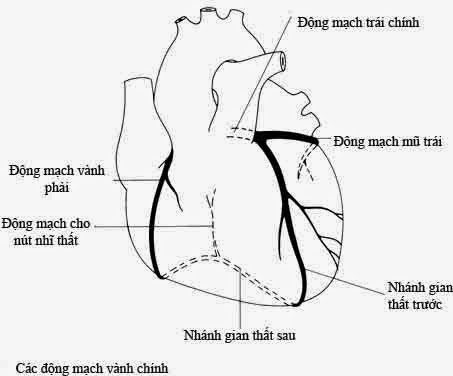 Giải phẫu động mạch vành