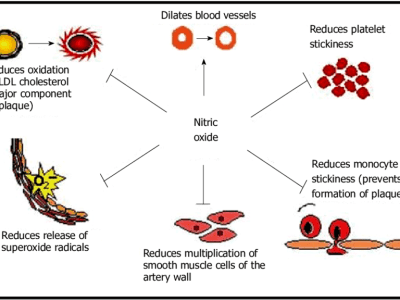 The physiological roles of nitric oxide on endothelial function